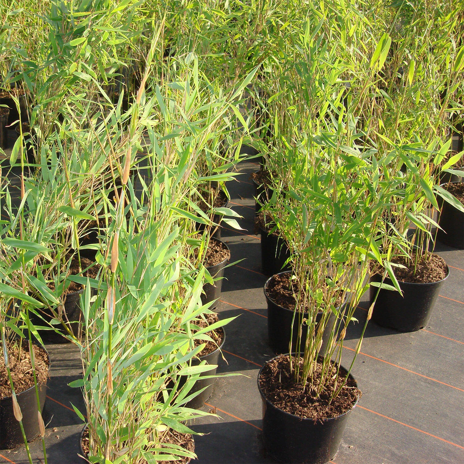 Fargesia Murieliae 'Jumbo' 1 Fargesia Murieliae 'Jumbo'