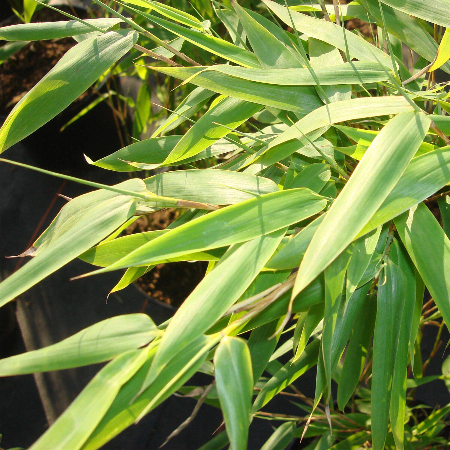 Fargesia Murieliae 'Jumbo' 2 Fargesia Murieliae 'Jumbo' – Bild 2