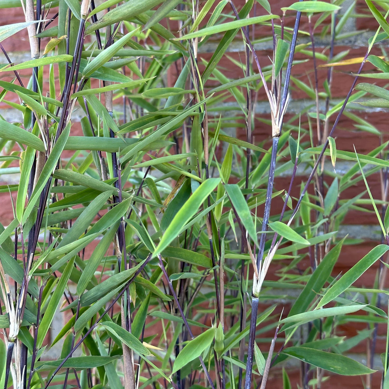 Fargesia Nitida 'Black Pearl' 2 Fargesia Nitida 'Black Pearl' – Bild 2