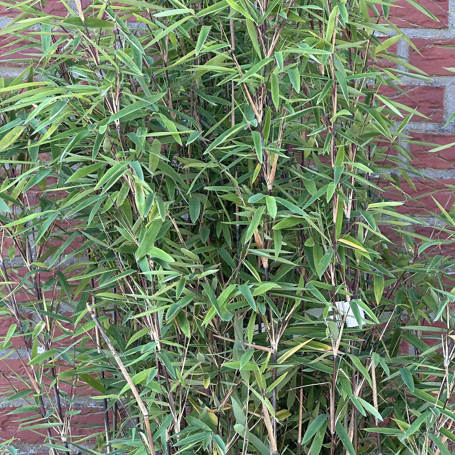 Fargesia Nitida 'Volcano' 1 Fargesia Nitida 'Volcano'