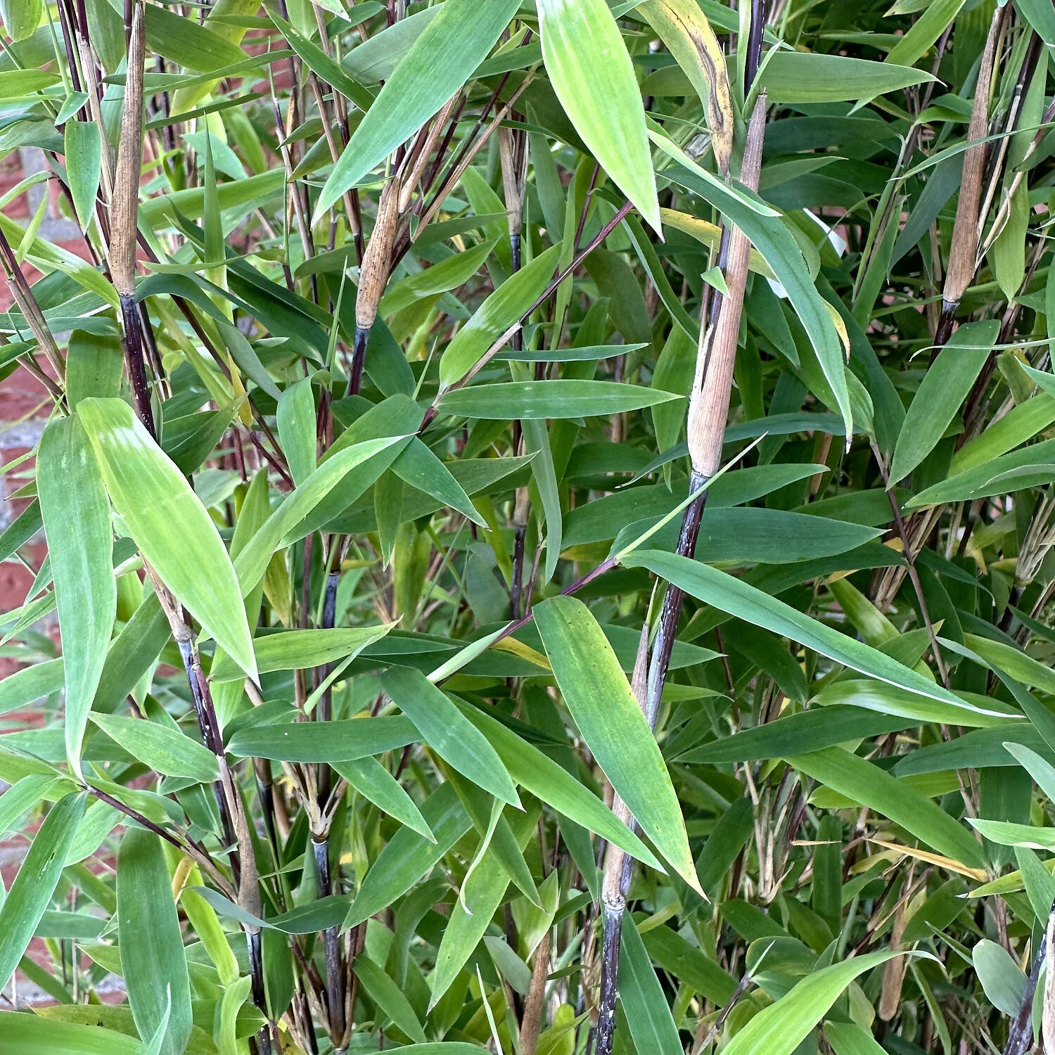 Fargesia Nitida 'Volcano' 2 Fargesia Nitida 'Volcano' – Bild 2