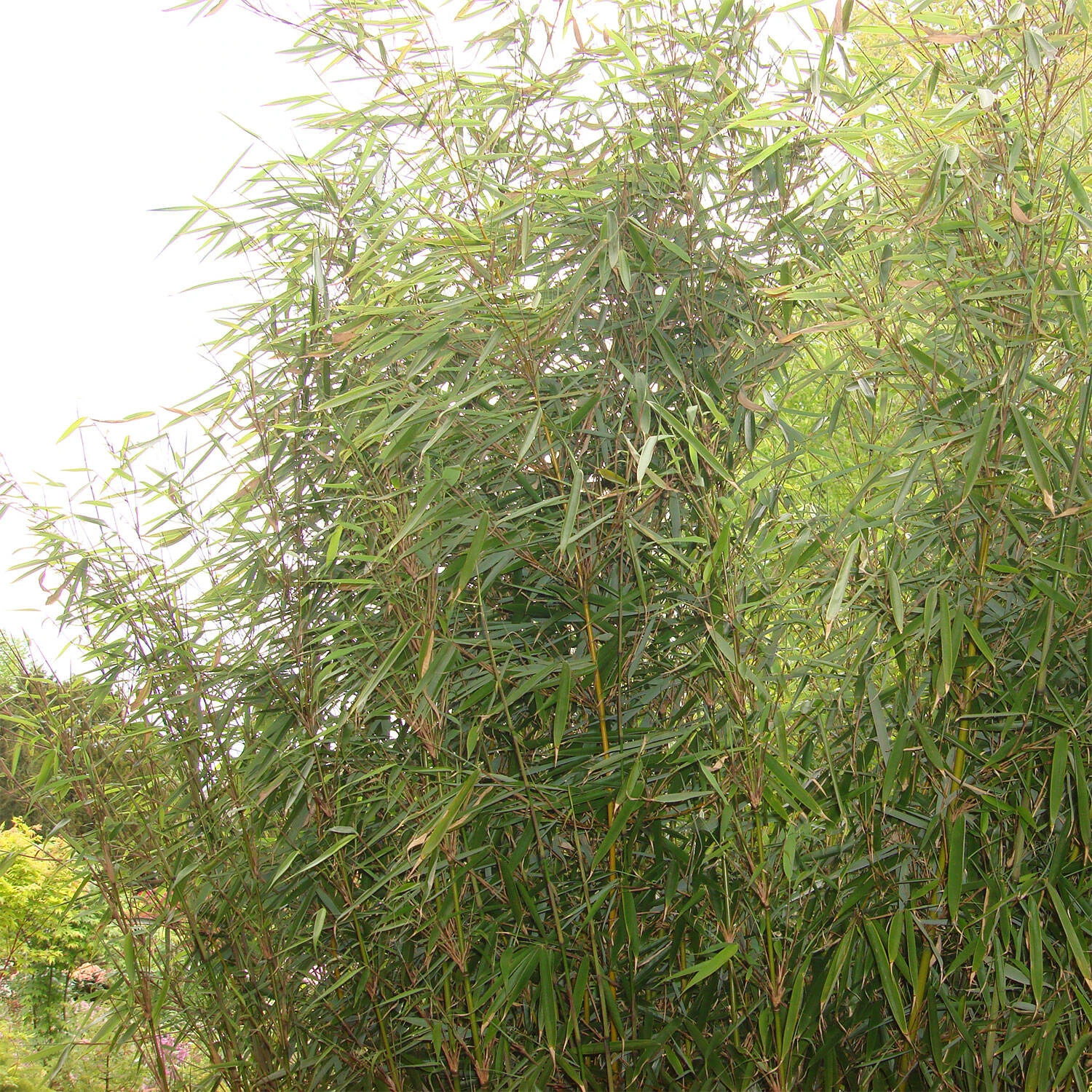 Fargesia Robusta 'Campbell' 1 Fargesia Robusta 'Campbell'