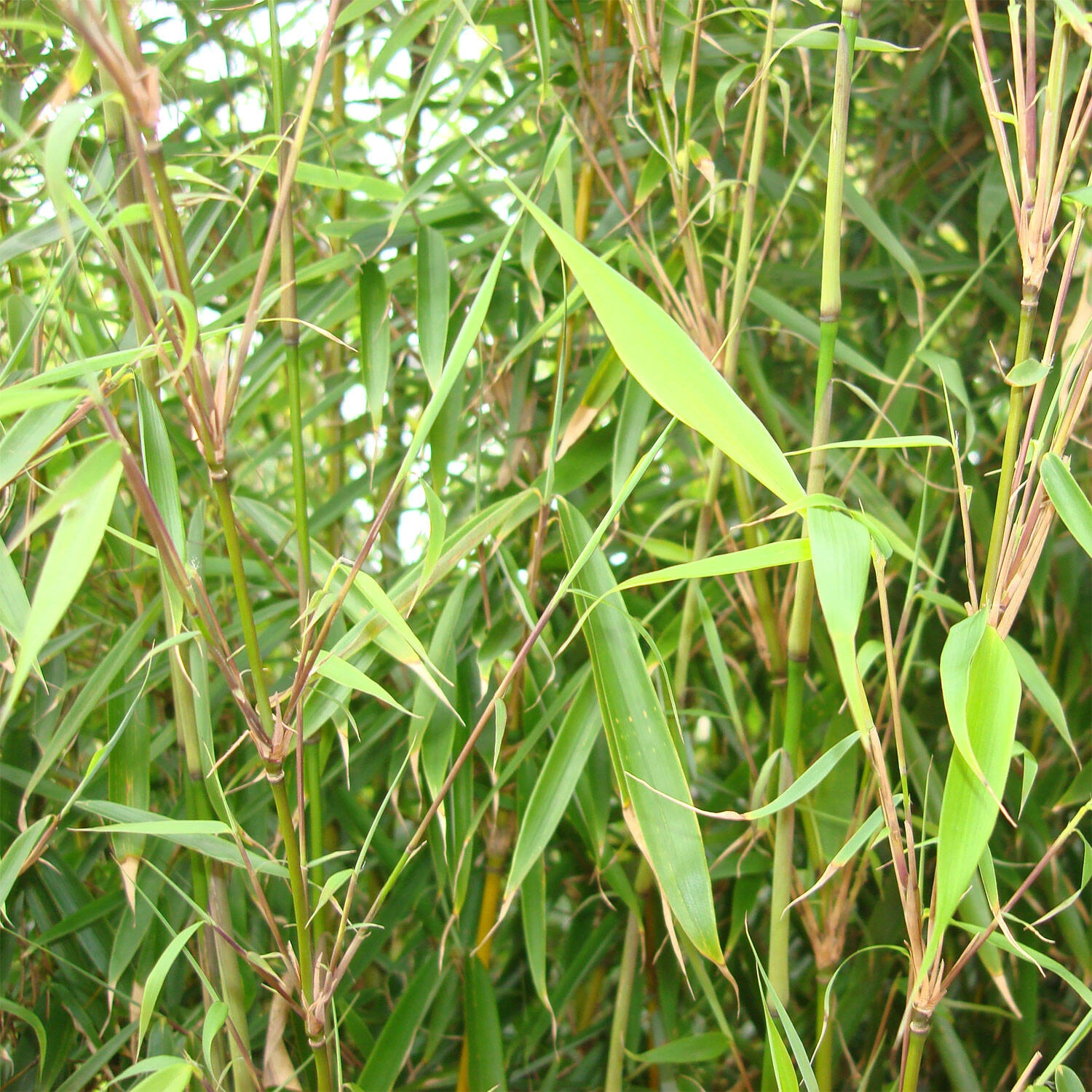 Fargesia Robusta 'Campbell' 2 Fargesia Robusta 'Campbell' – Bild 2