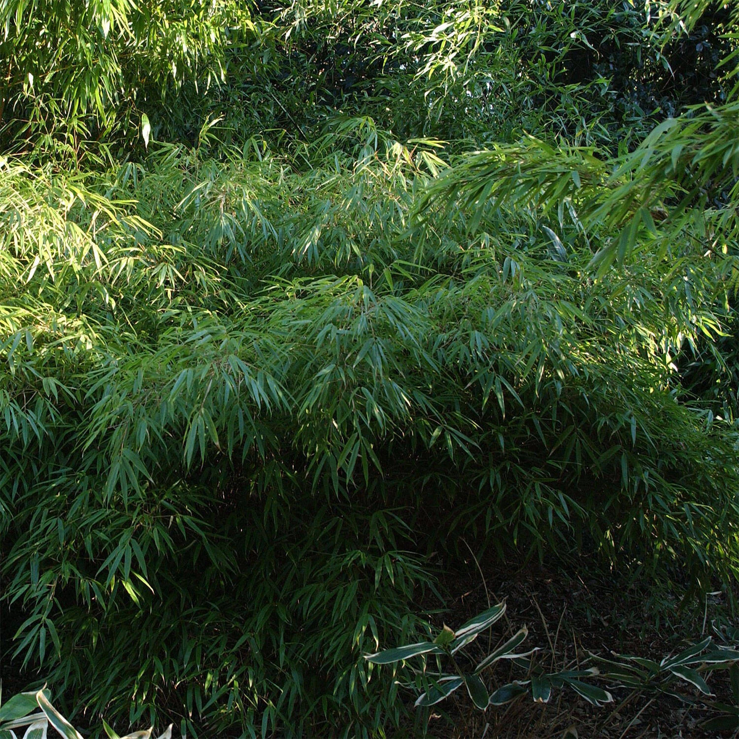 Fargesia Rufa 1 Fargesia Rufa