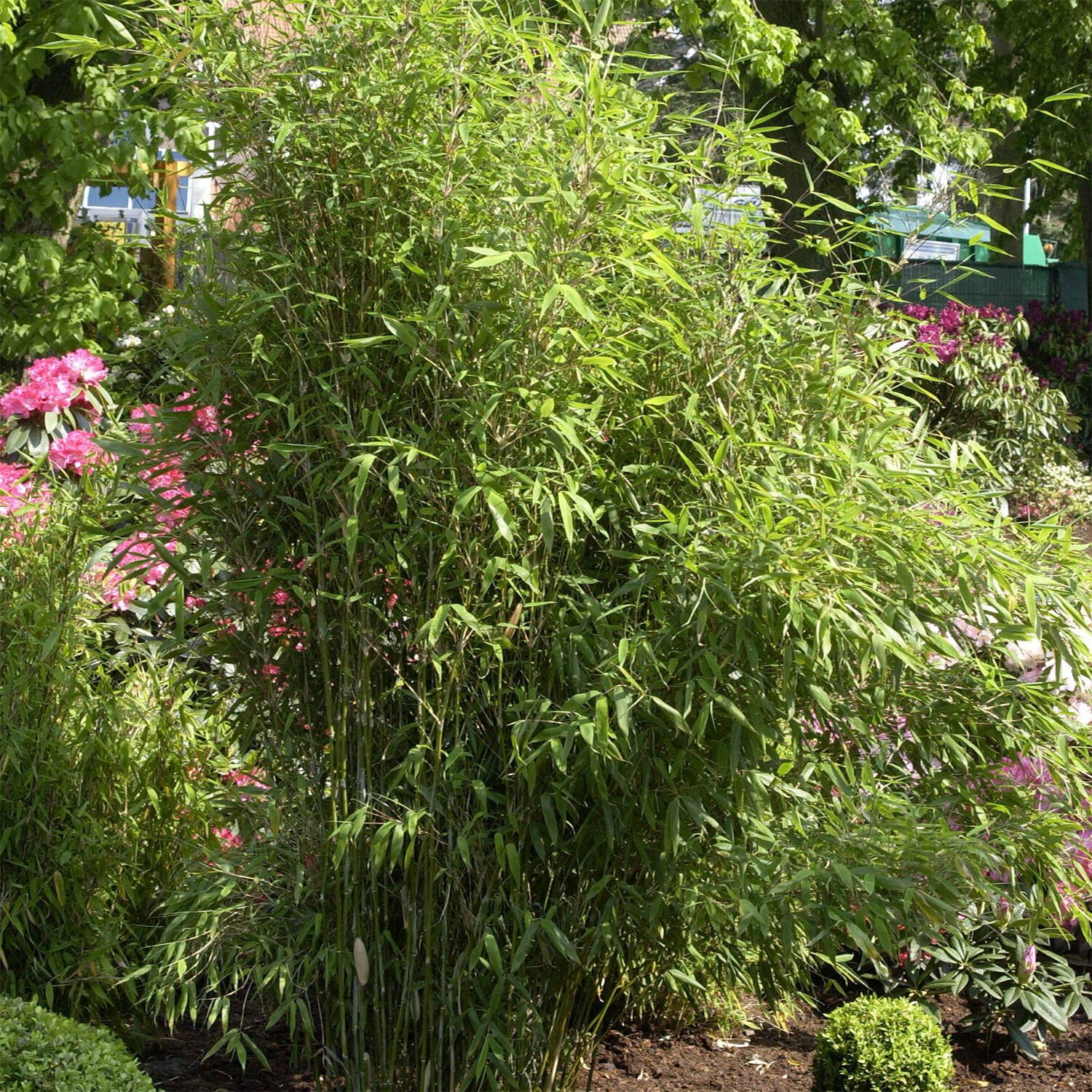 Fargesia Scabrida 'Asian Wonder' 1 Fargesia Scabrida 'Asian Wonder'