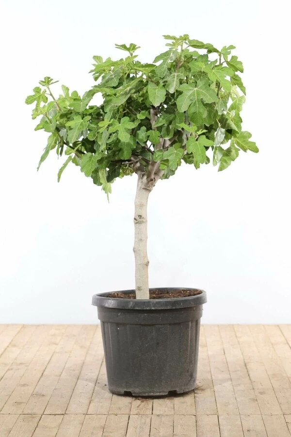 Feigenbaum / Ficus Carica Bonsai 1 Feigenbaum / Ficus Carica Bonsai