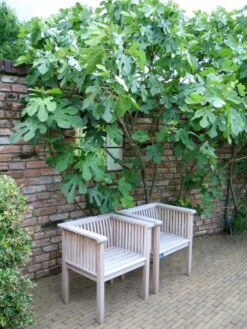 Feigenbaum / Ficus Carica Rankhilfe -Seeds and Fertilizers Geschäft feigenbaum ficus carica rankhilfe hoehe mit topf 70 80cm 4