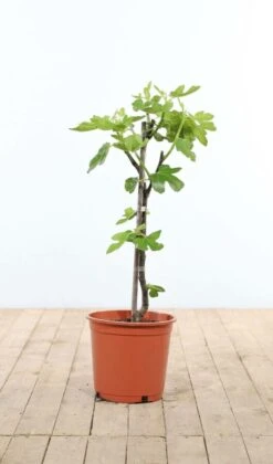 Feigenbaum / Ficus Carica Stock