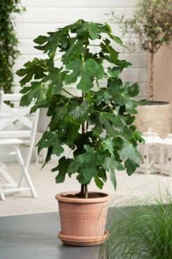 Feigenbaum / Ficus Carica Stock -Seeds and Fertilizers Geschäft feigenbaum ficus carica stock hoehe mit topf 60 80cm 4