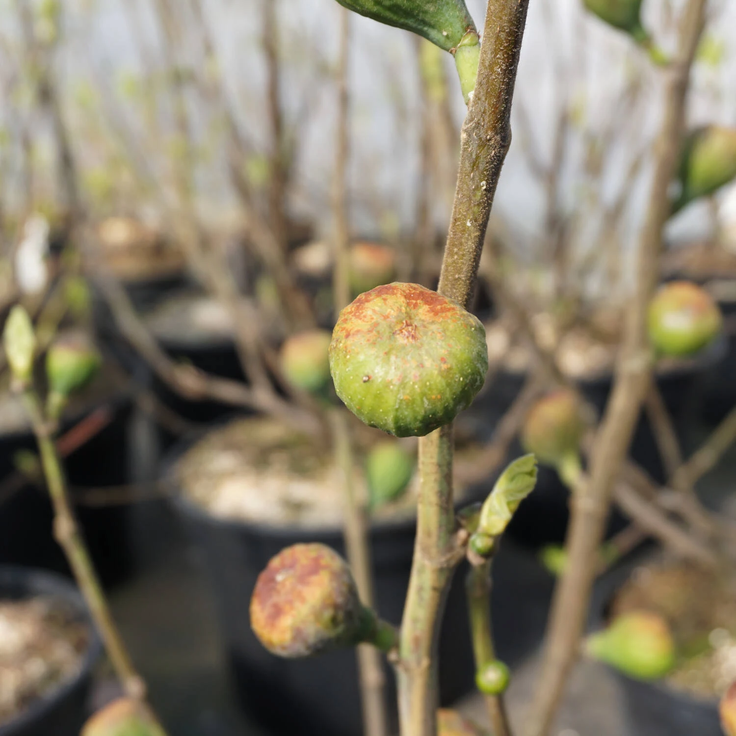 Ficus Carica 'Firoma' 1 Ficus Carica 'Firoma'