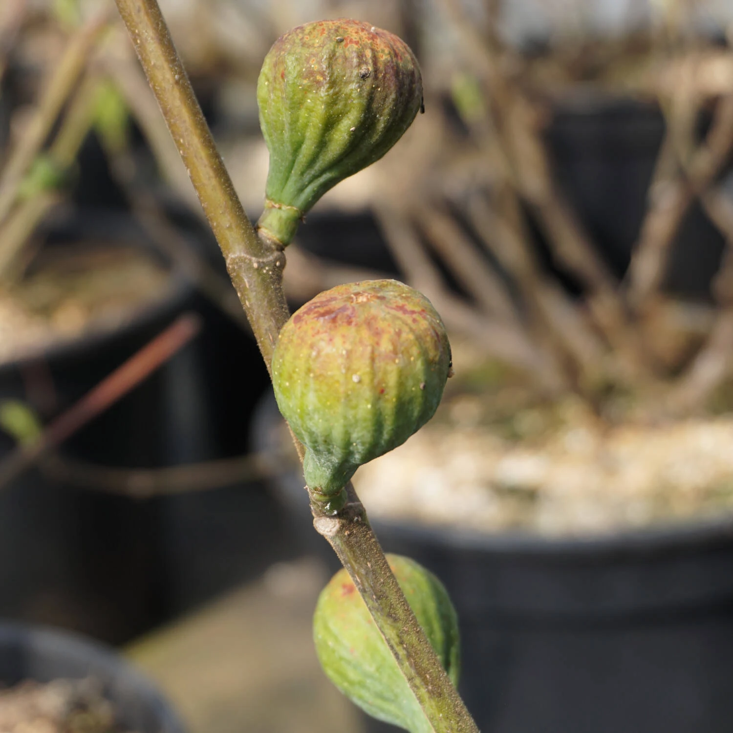 Ficus Carica 'Firoma' 2 Ficus Carica 'Firoma' – Bild 2