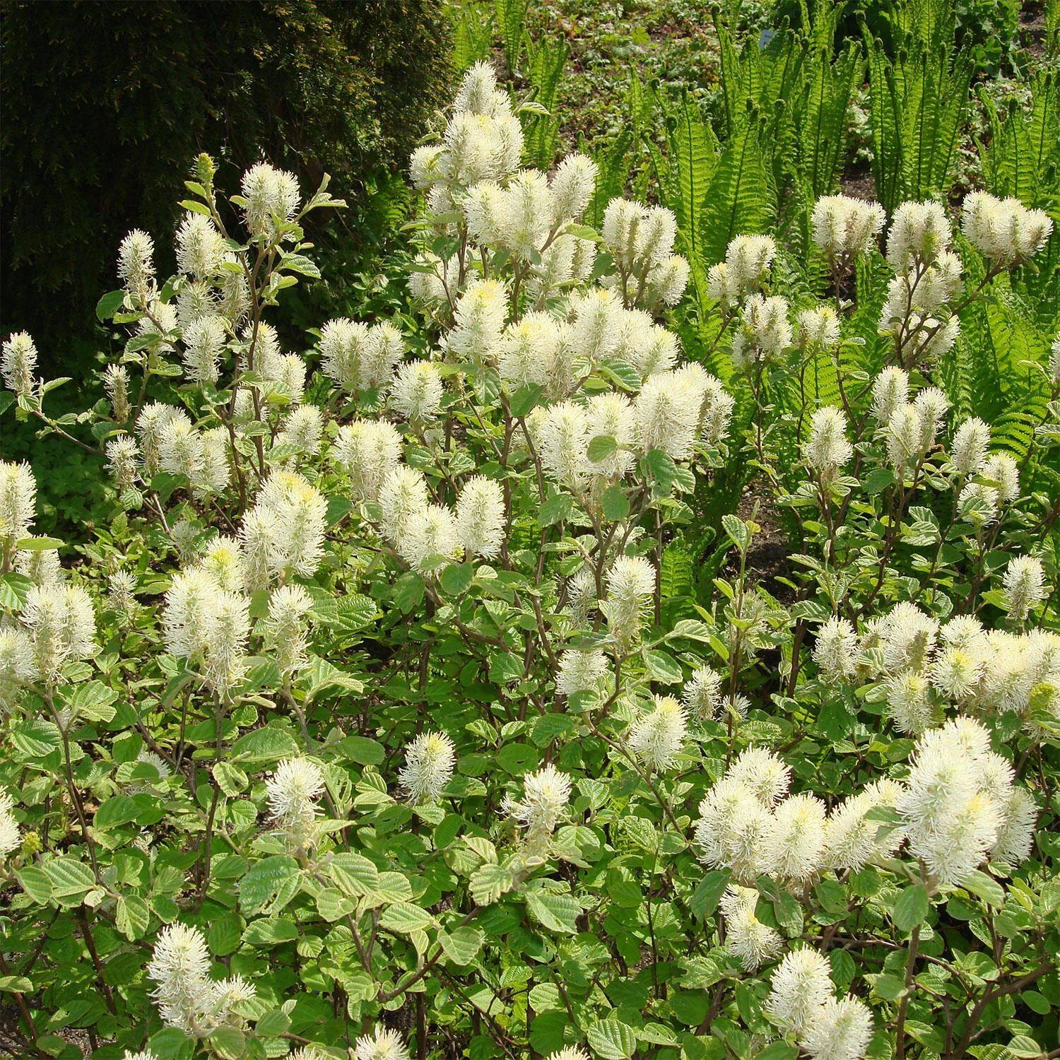 Fothergilla Major 1 Fothergilla Major
