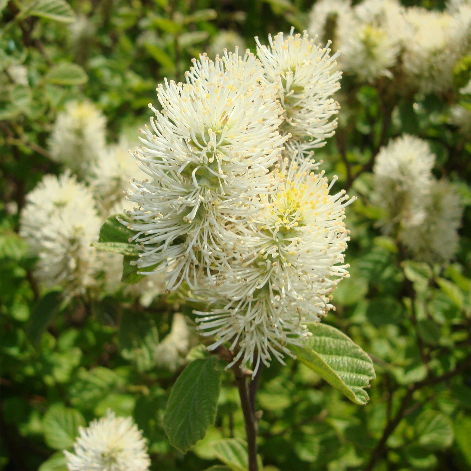 Fothergilla Major 2 Fothergilla Major – Bild 2