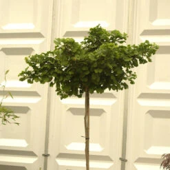 Ginkgo Biloba 'Mariken'