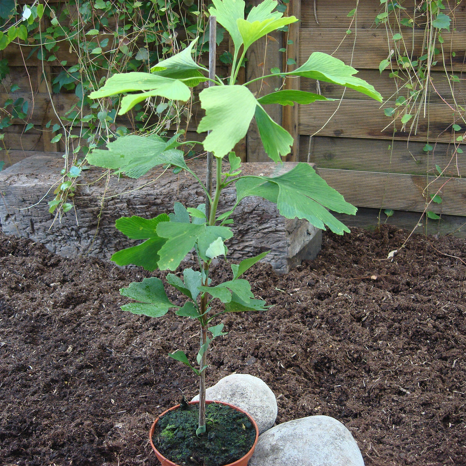 Ginkgo Biloba 1 Ginkgo Biloba