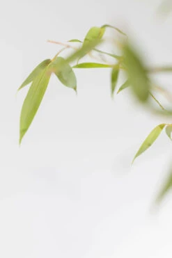 Goldrohrbambus / Phyllostachys Aurea 8 Goldrohrbambus / Phyllostachys Aurea -Seeds and Fertilizers Geschäft goldrohrbambus phyllostachys aurea 175 200cm 2