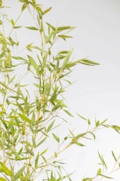 Goldrohrbambus / Phyllostachys Aurea 9 Goldrohrbambus / Phyllostachys Aurea -Seeds and Fertilizers Geschäft goldrohrbambus phyllostachys aurea 175 200cm 3