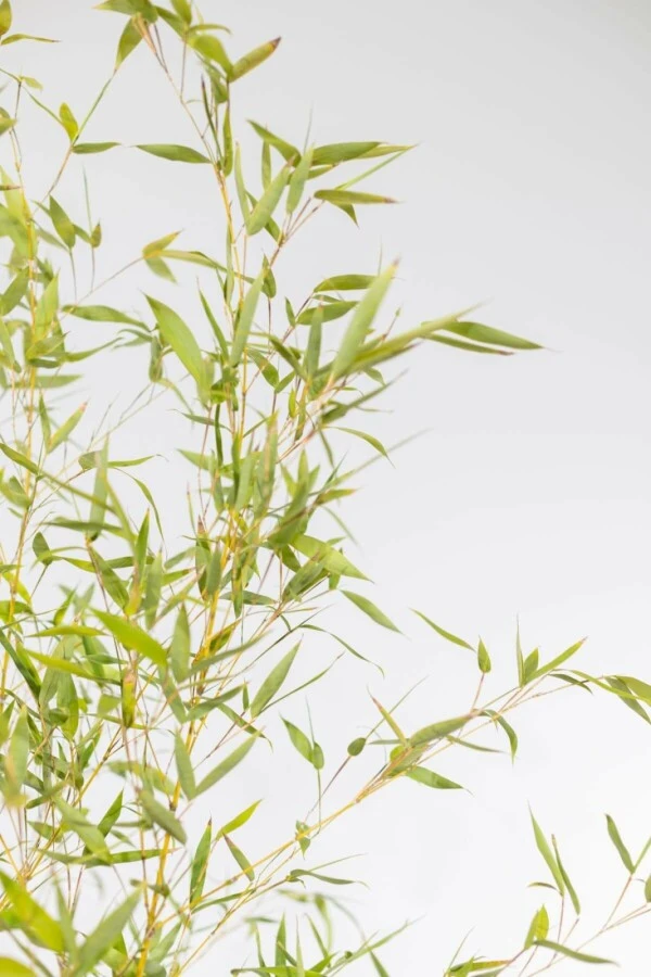 Goldrohrbambus / Phyllostachys Aurea 5 Goldrohrbambus / Phyllostachys Aurea – Bild 5