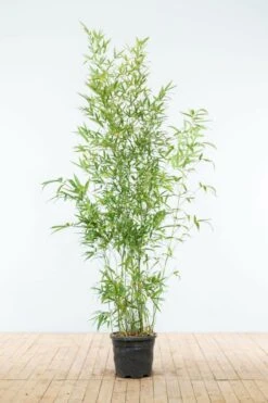Goldrohrbambus / Phyllostachys Aurea