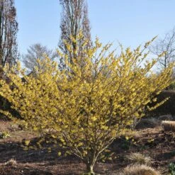 Hamamelis Intermedia 'Arnold Promise'
