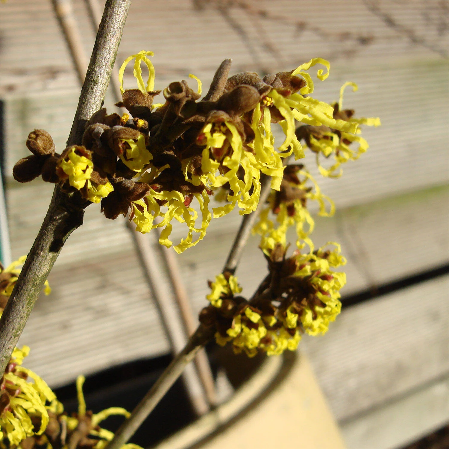 Hamamelis Intermedia 'Westerstede' 1 Hamamelis Intermedia 'Westerstede'