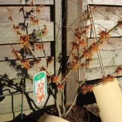 Hamamelis Intermedialis 'Jelena'