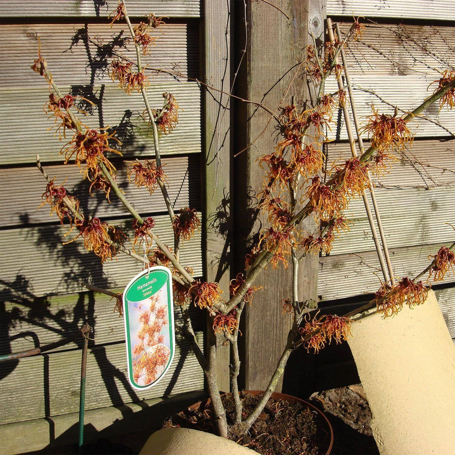 Hamamelis Intermedialis 'Jelena' 1 Hamamelis Intermedialis 'Jelena'