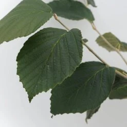 Hamamelis Intermedialis 'Jelena' 5 Hamamelis Intermedialis 'Jelena' -Seeds and Fertilizers Geschäft hamamelis intermedialis jelena3