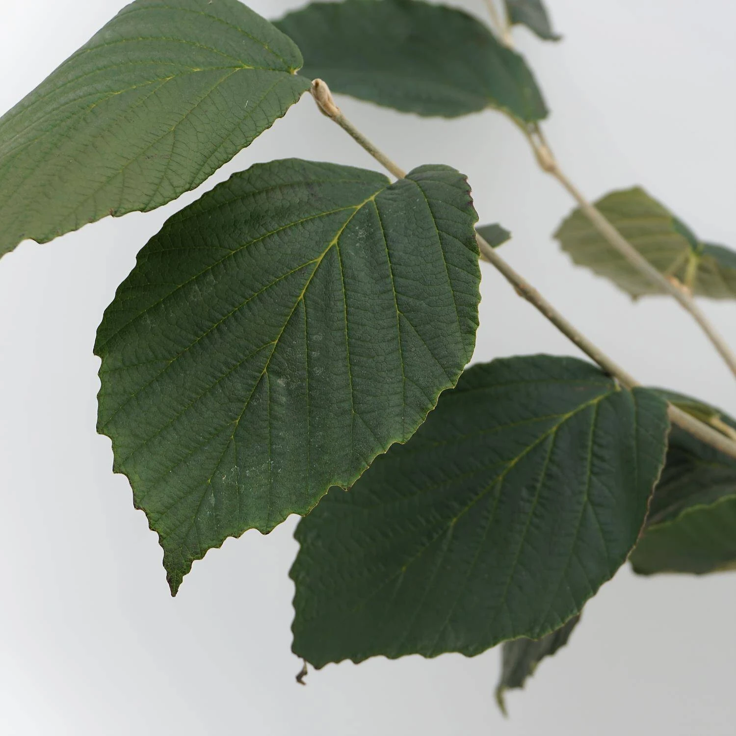 Hamamelis Intermedialis 'Jelena' 3 Hamamelis Intermedialis 'Jelena' – Bild 3