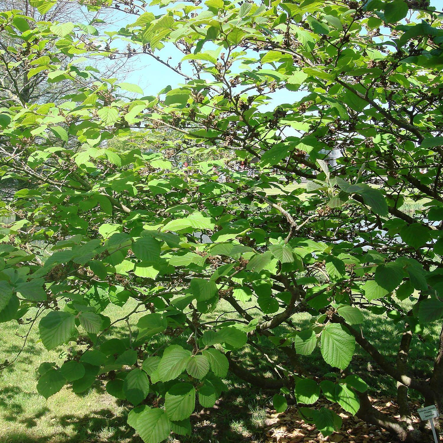 Hamamelis X Intermedia 'Primavera' 2 Hamamelis X Intermedia 'Primavera' – Bild 2