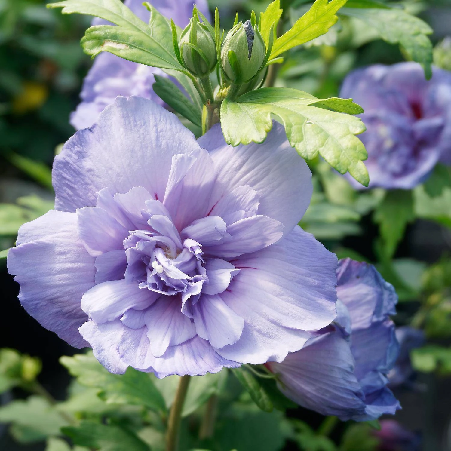 Hibiscus Syriacus 'Blue Chiffon' ® 1 Hibiscus Syriacus 'Blue Chiffon' ®