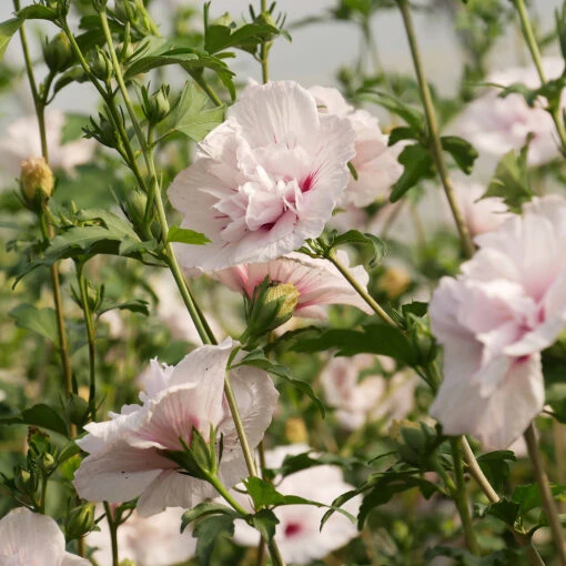 Hibiscus Syriacus 'China Chiffon' 7 Hibiscus Syriacus 'China Chiffon' -Seeds and Fertilizers Geschäft hibiscus syriacus china chiffon