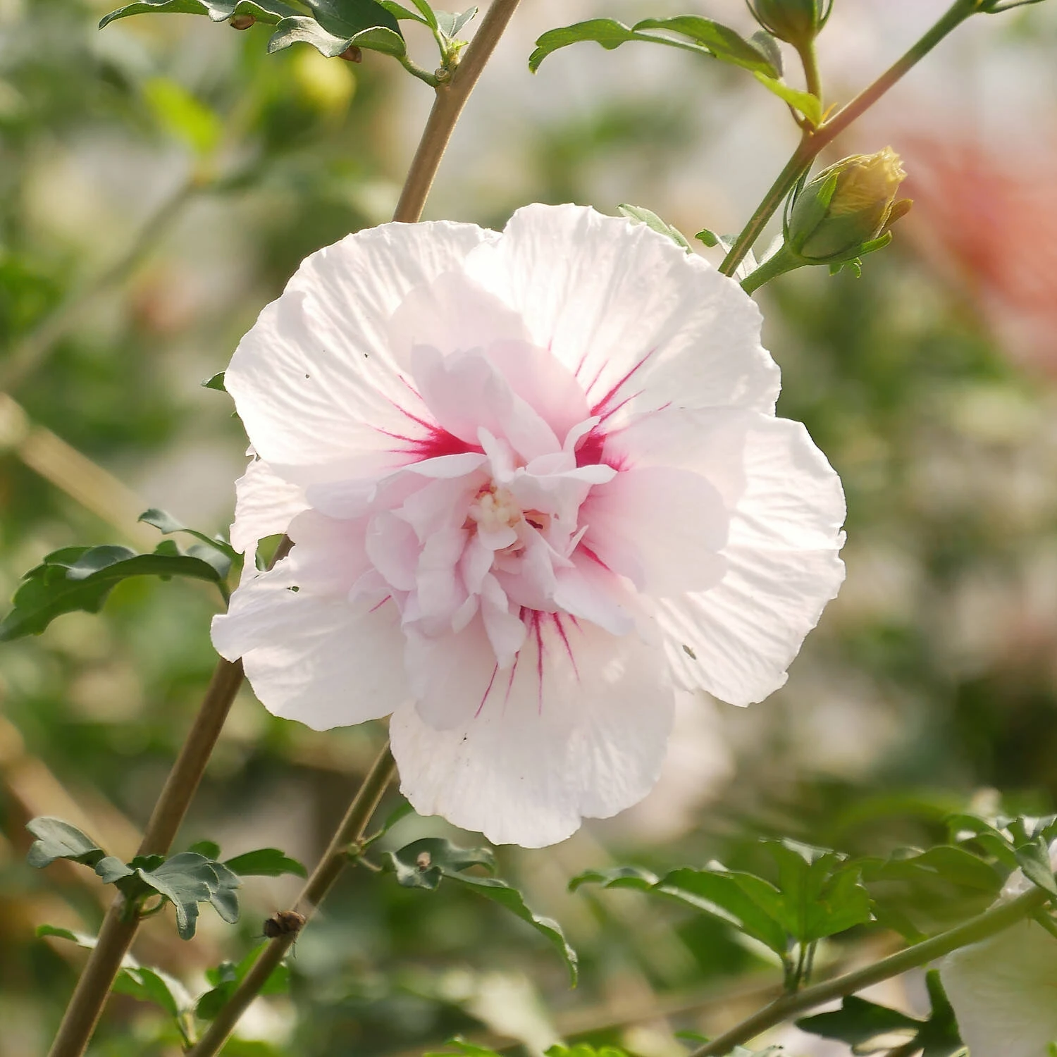 Hibiscus Syriacus 'China Chiffon' 2 Hibiscus Syriacus 'China Chiffon' – Bild 2