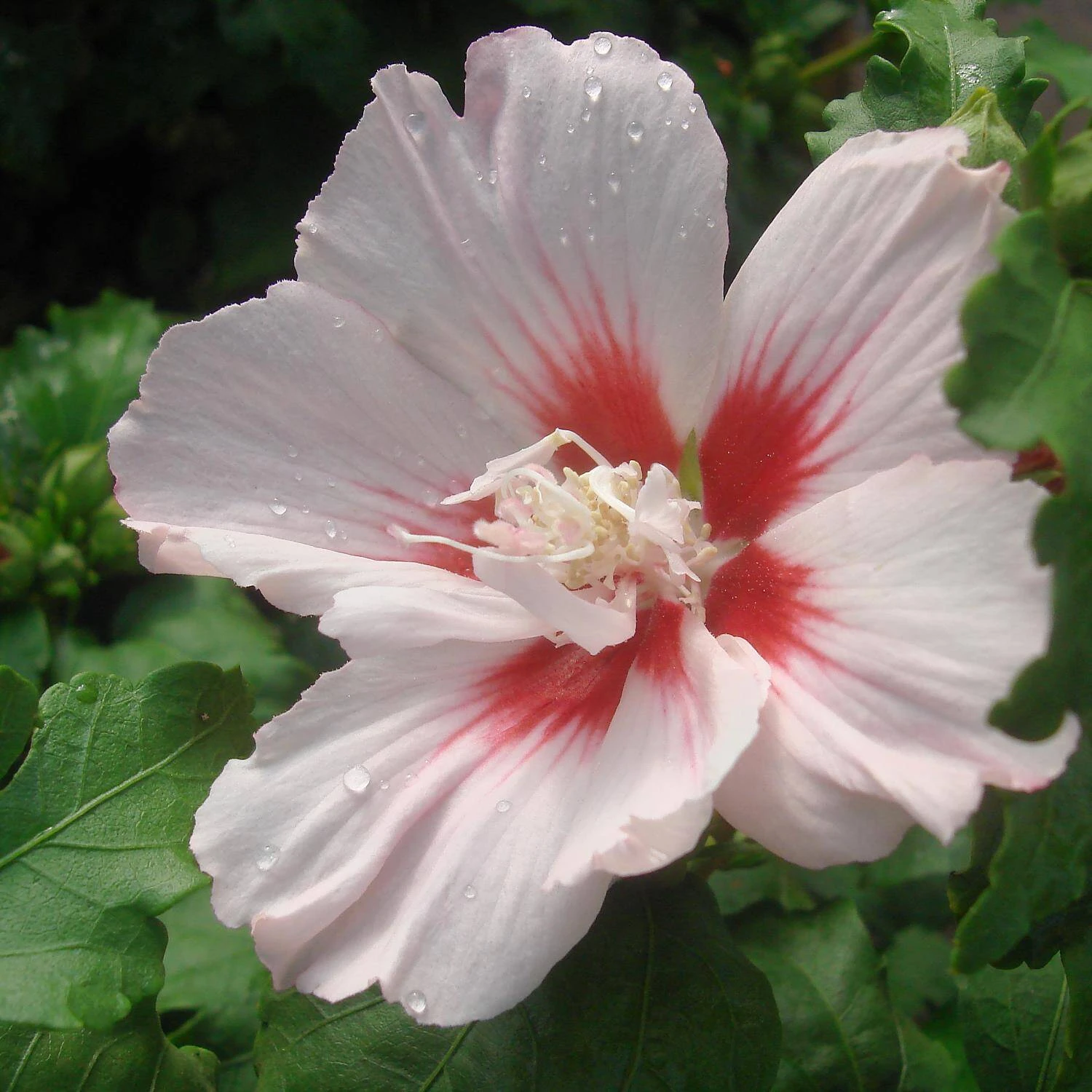 Hibiscus Syriacus 'Hamabo' 2 Hibiscus Syriacus 'Hamabo' – Bild 2