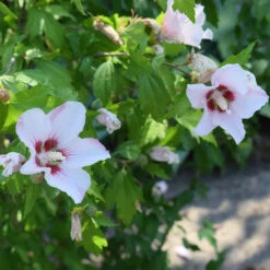 Hibiscus Syriacus 'Hamabo' 5 Hibiscus Syriacus 'Hamabo' -Seeds and Fertilizers Geschäft hibiscus syriacus hamabo 13