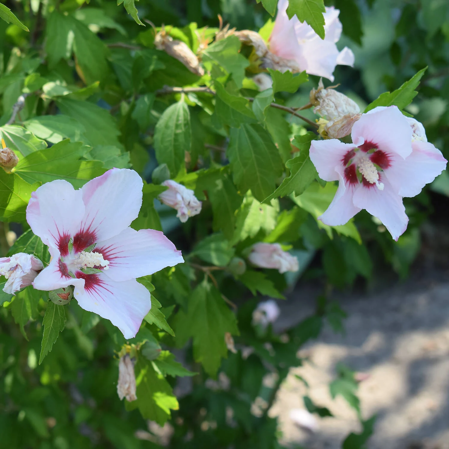 Hibiscus Syriacus 'Hamabo' 3 Hibiscus Syriacus 'Hamabo' – Bild 3