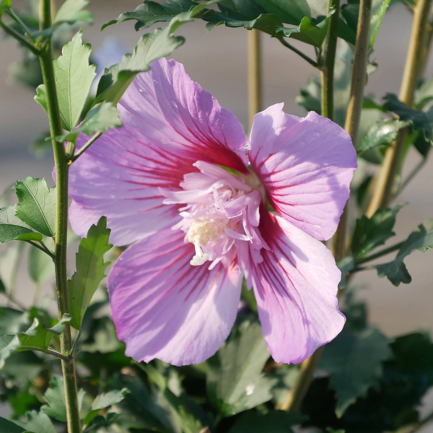 Hibiscus Syriacus 'Maike' 1 Hibiscus Syriacus 'Maike'