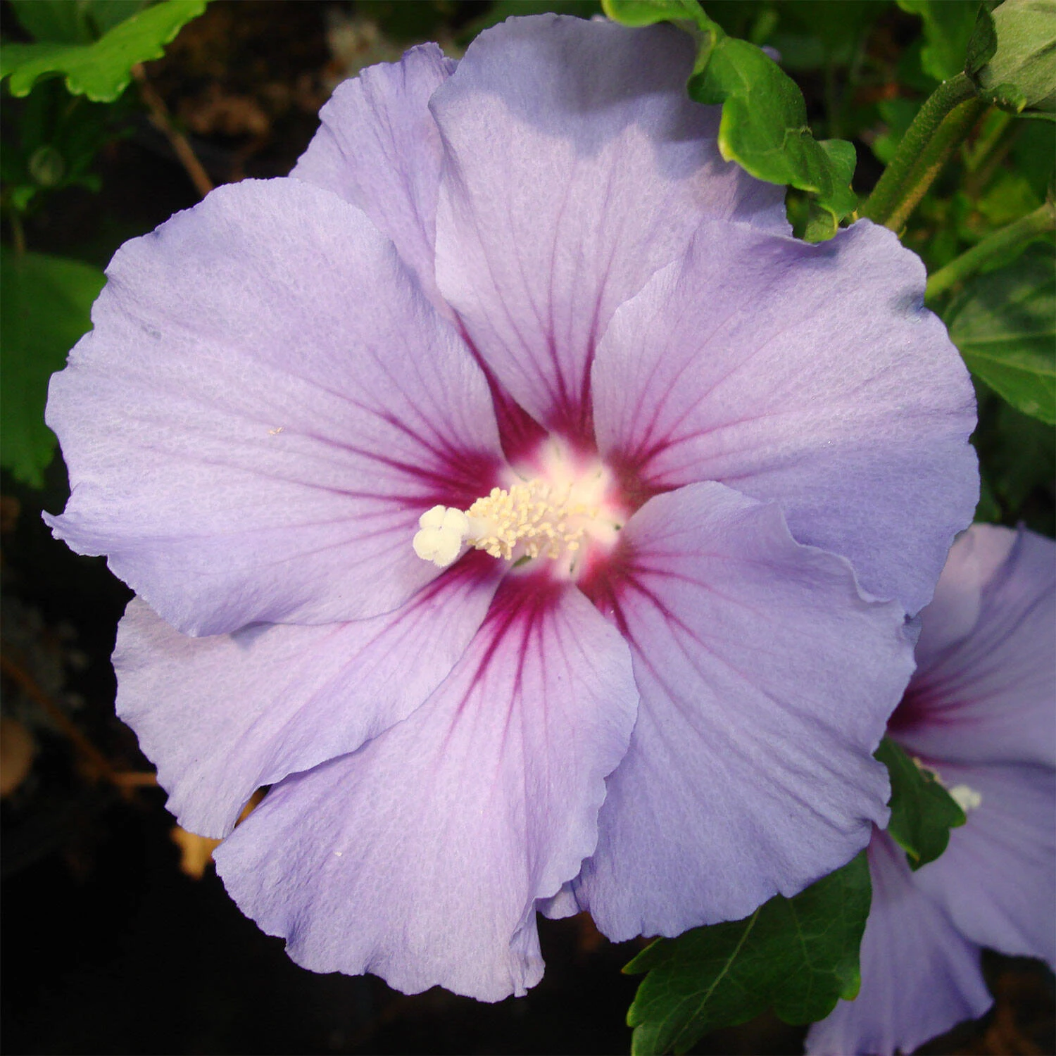 Hibiscus Syriacus 'Marina' 1 Hibiscus Syriacus 'Marina'
