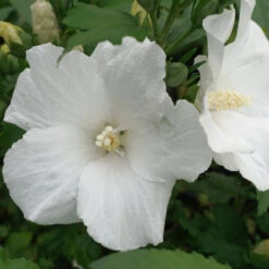 Hibiscus Syriacus 'Melwhite'