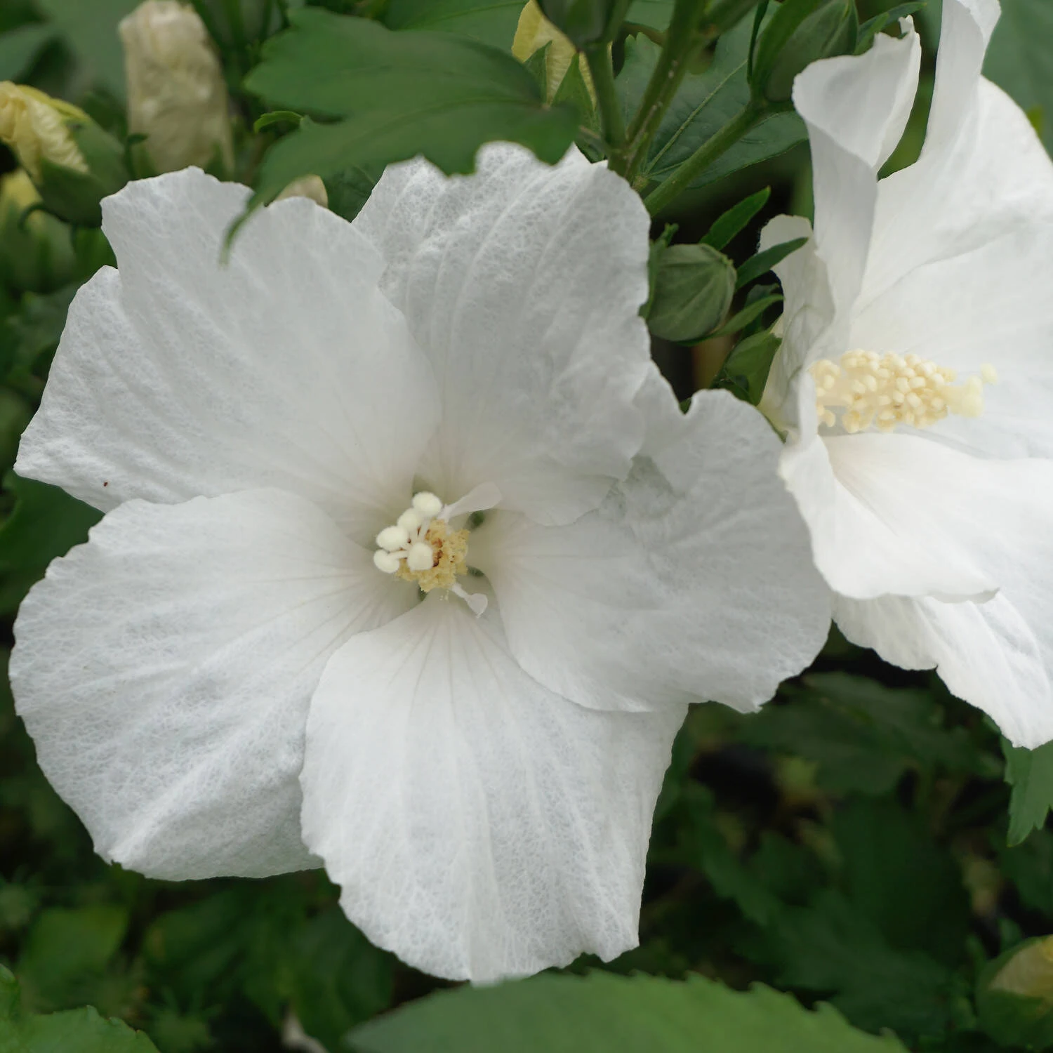 Hibiscus Syriacus 'Melwhite' 1 Hibiscus Syriacus 'Melwhite'