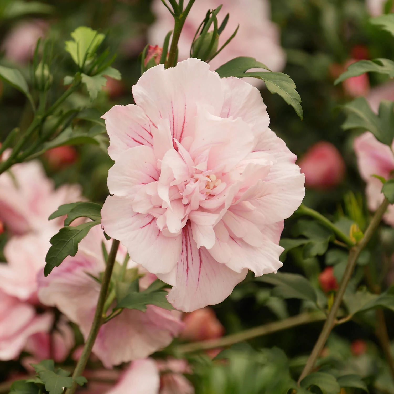 Hibiscus Syriacus 'Pink Chiffon' 2 Hibiscus Syriacus 'Pink Chiffon' – Bild 2