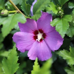 Hibiscus Syriacus 'Purple Pillar'