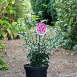 Hibiscus Syriacus 'Purple Ruffles'