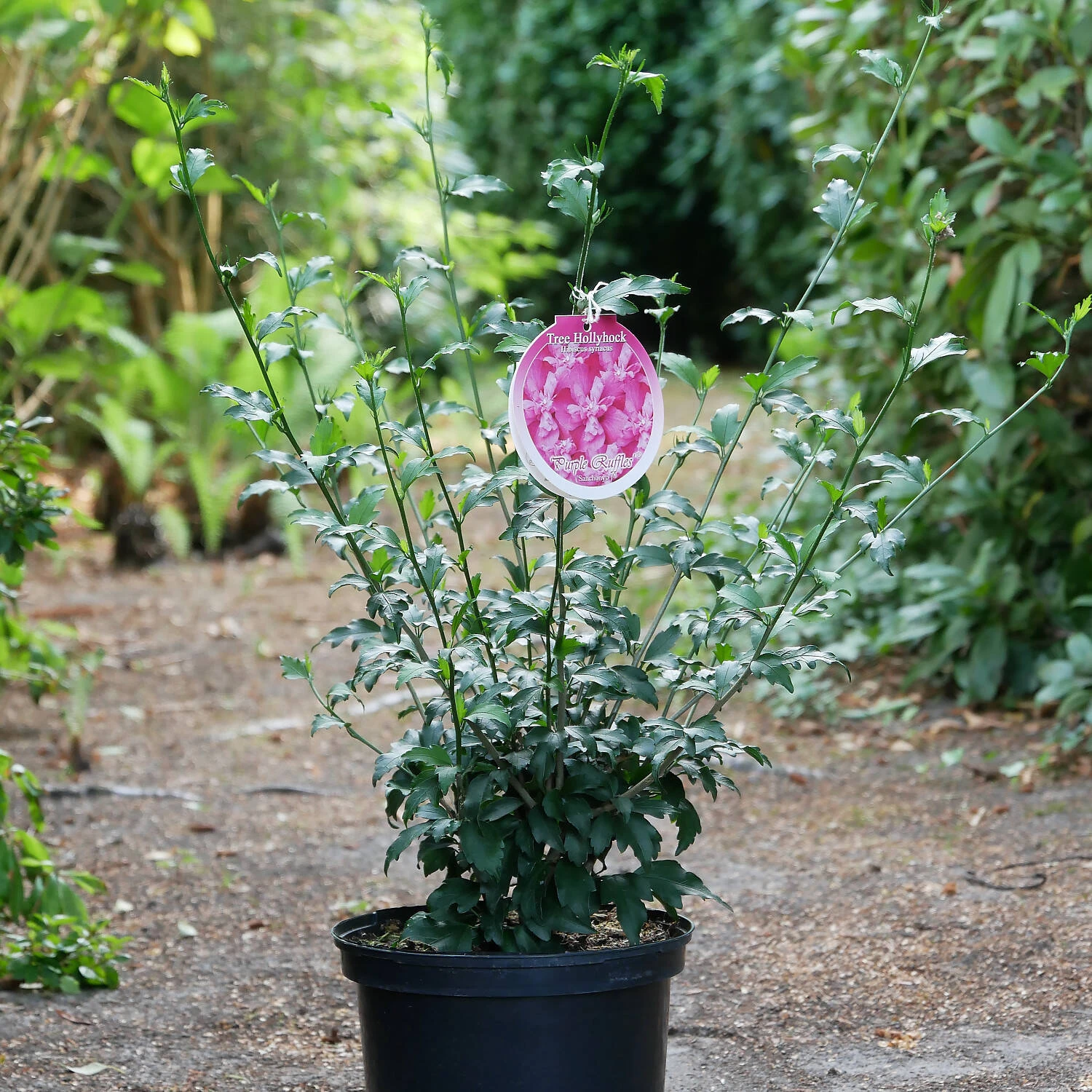 Hibiscus Syriacus 'Purple Ruffles' 1 Hibiscus Syriacus 'Purple Ruffles'