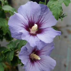Hibiscus Syriacus 'Ultramarine' ®