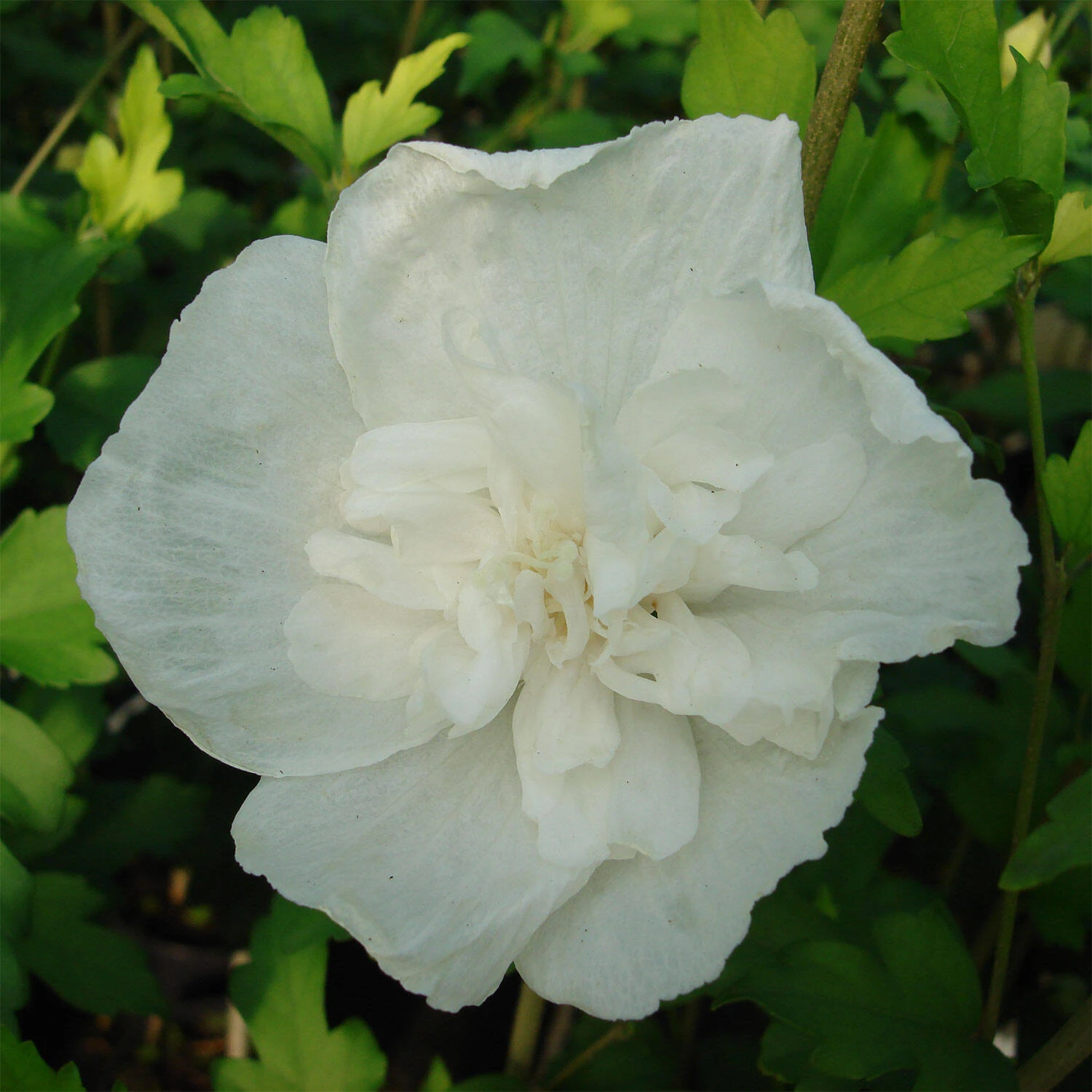 Hibiscus Syriacus 'White Chiffon'® 1 Hibiscus Syriacus 'White Chiffon'®