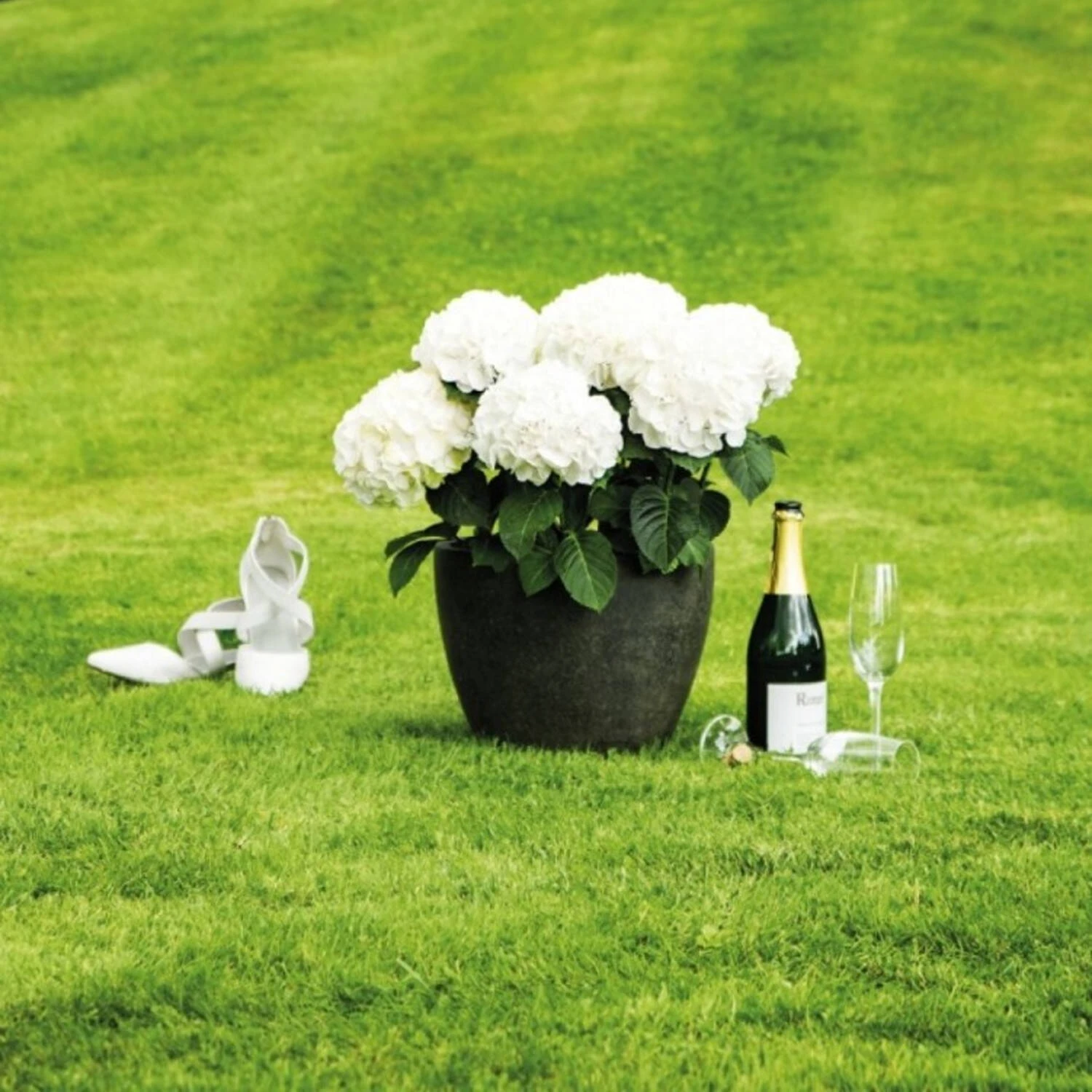 Hydrangea Macrophylla 'Hochzeits-Hortensie'® 1 Hydrangea Macrophylla 'Hochzeits-Hortensie'®