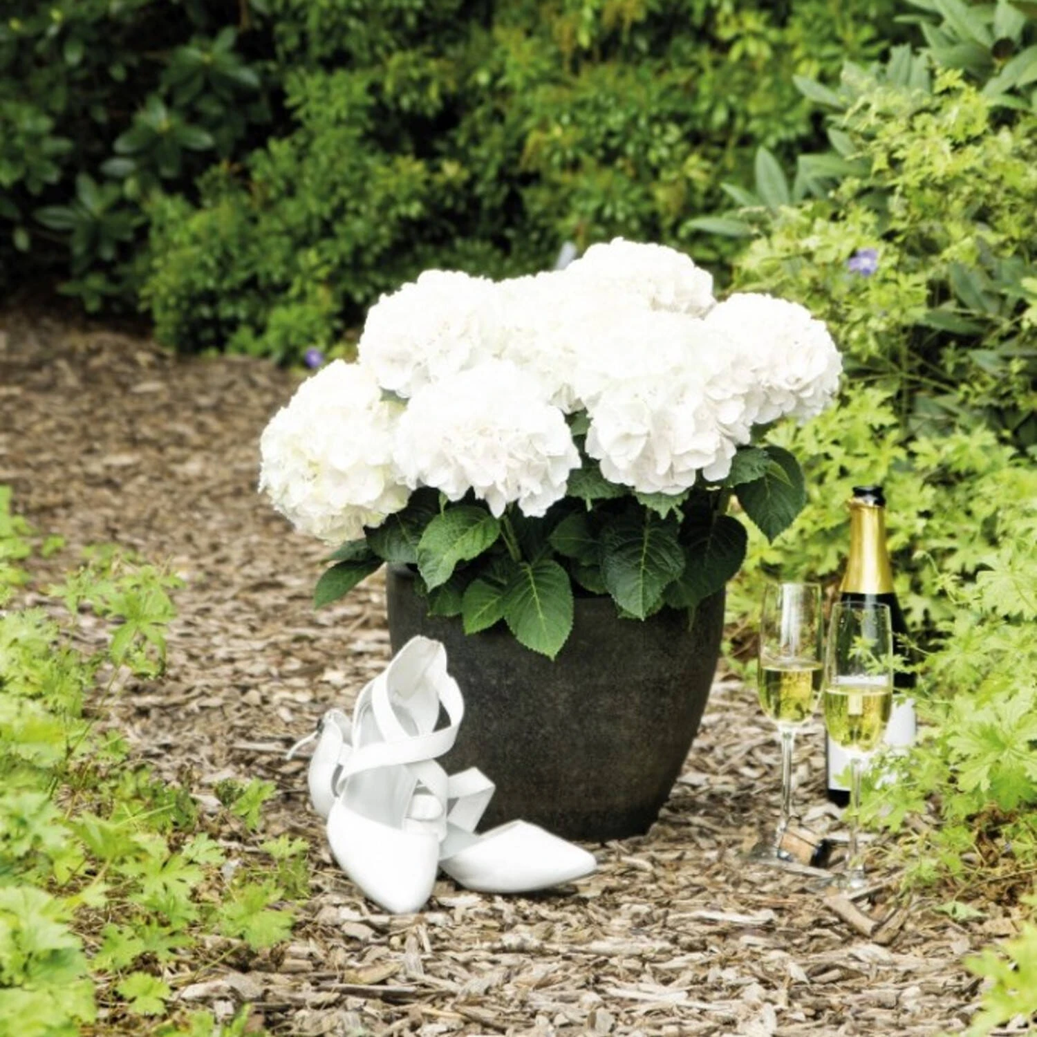 Hydrangea Macrophylla 'Hochzeits-Hortensie'® 2 Hydrangea Macrophylla 'Hochzeits-Hortensie'® – Bild 2