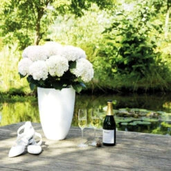 Hydrangea Macrophylla 'Hochzeits-Hortensie'® 9 Hydrangea Macrophylla 'Hochzeits-Hortensie'® -Seeds and Fertilizers Geschäft hochzeits hortensie hydrangea macrophylla5