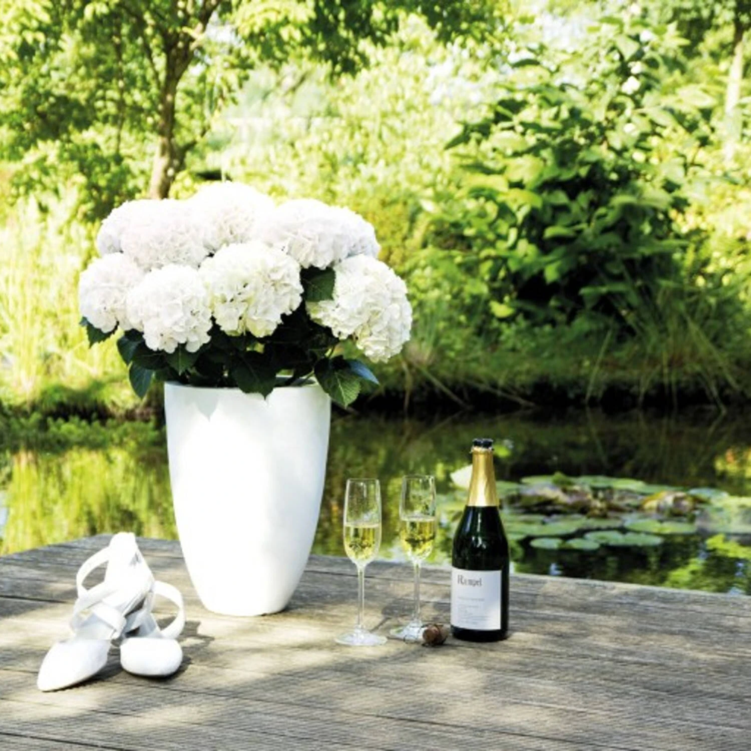 Hydrangea Macrophylla 'Hochzeits-Hortensie'® 5 Hydrangea Macrophylla 'Hochzeits-Hortensie'® – Bild 5